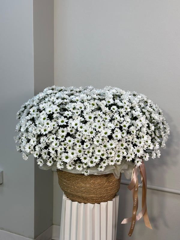 Flower VIP basket "Chrysanthemums BOOM"